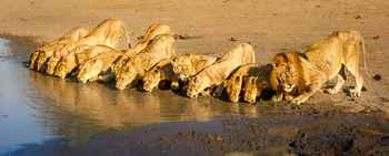 Tanda Tula Safari Camp: Lion Line-up