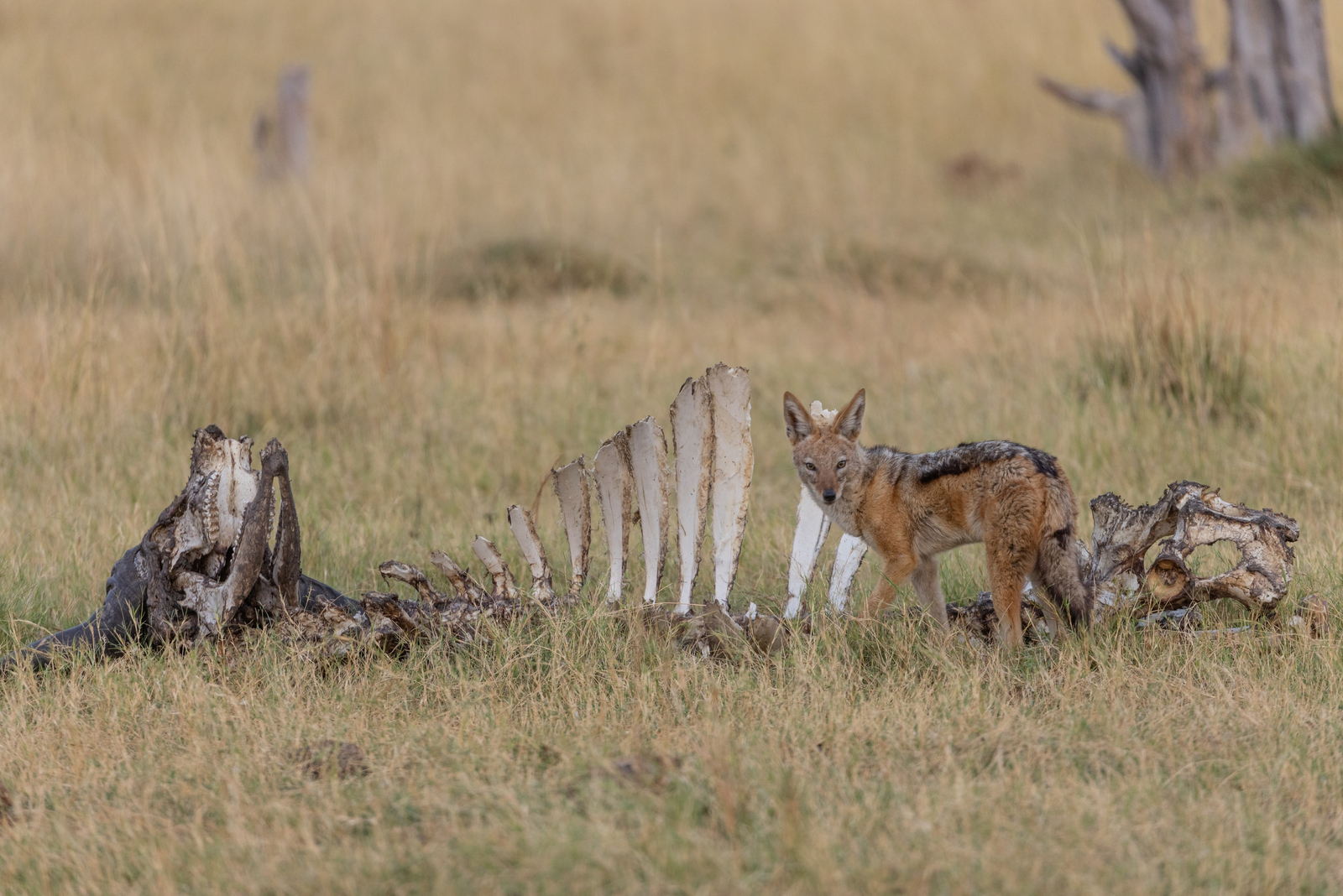 Tawana Camp Tawana Camp: Schakal mit einem Rest Büffel