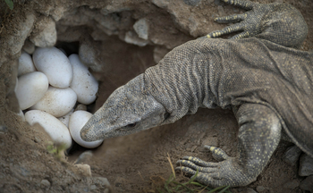 The Bison Resort: Waran mit Gelege