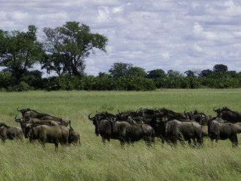Tubu Tree Camp: Gnus im Grasherde