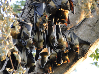 Wasa Lodge: Flughunde überall