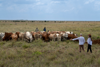 andBeyond Suyian Lodge: Rinderherde