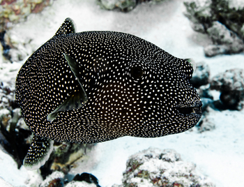 Astove Coral House: Perlhuhn-Kugelfisch