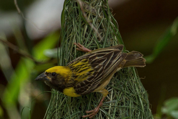 Bamboo Forest Safari Lodge: Baya Weaver auf seinem Nest