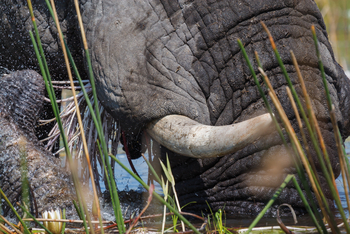 Belmond Eagle Island Lodge: Elefant beim Baden