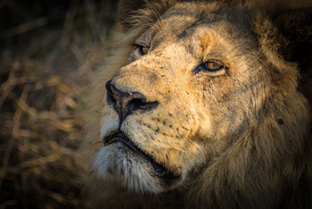 Chief's Island: Stoische Ruhe