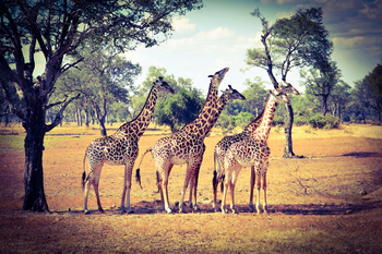 Chikunto Safari Lodge Chikunto Safari Lodge: Thornycroft-Giraffen