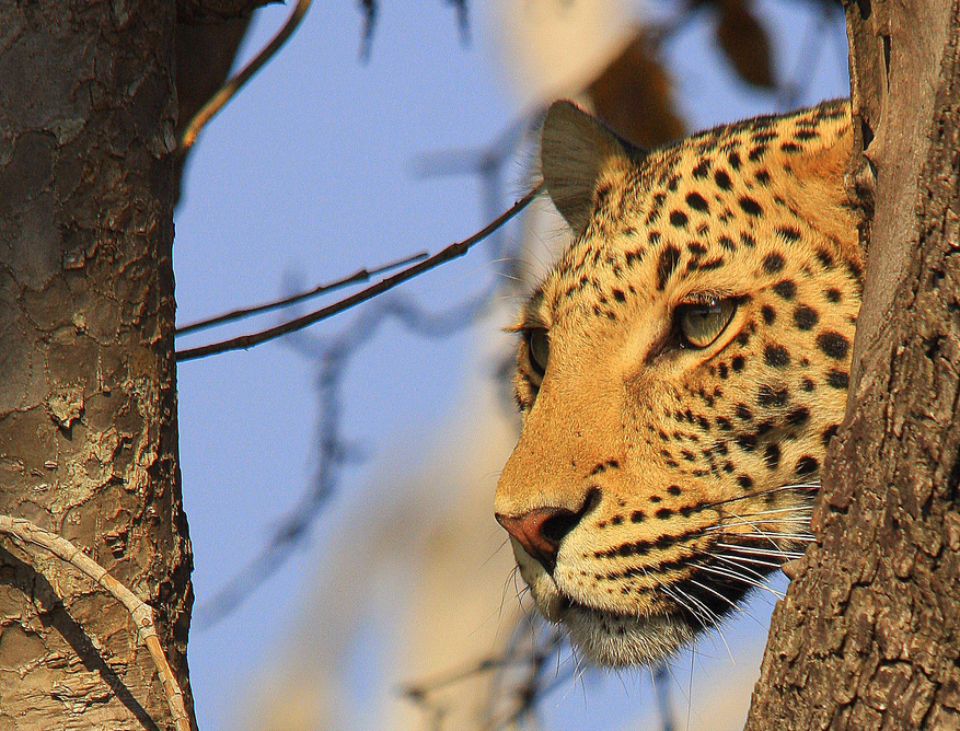 Chobe Elephant Camp