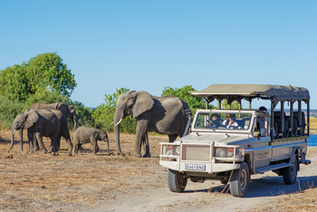 Chobe Game Lodge: Game Drive
