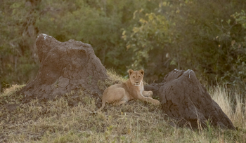 Deteema Springs Camp: Löwe auf Termitenbau