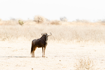 Dinaka Lodge: Gnus
