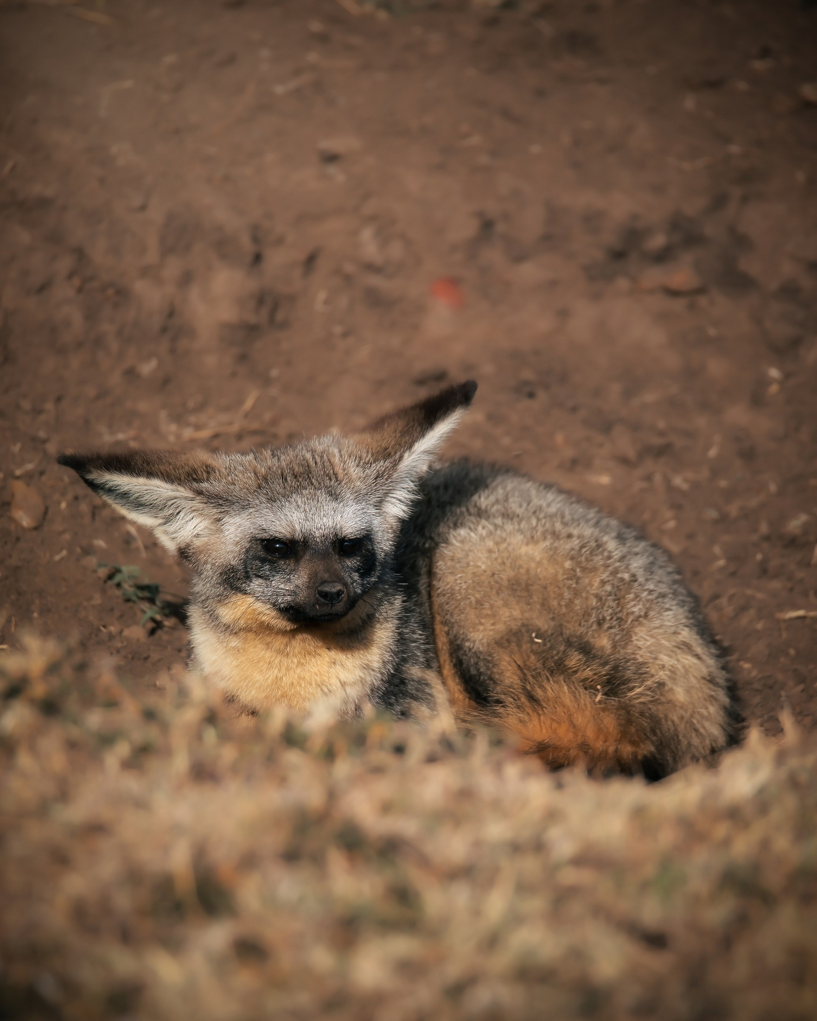 Elewana Loisaba Tented Camp Elewana Loisaba Tented Camp: Löffelhund