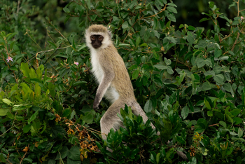 Encounter Mara Camp: Grüne Meerkatze