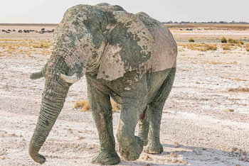 Etosha Oberland Lodge Etosha Oberland Lodge: Alter Elefant