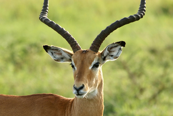 Fothergill Island: Impala-Bock