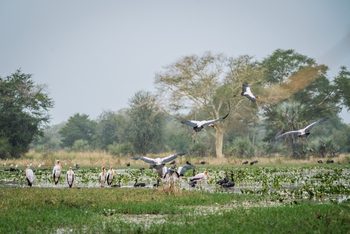 Gorongosa Safaris: Störche