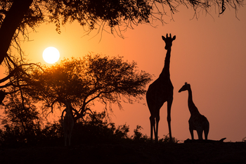 Hoanib Skeleton Coast Camp: Giraffen Silhouette