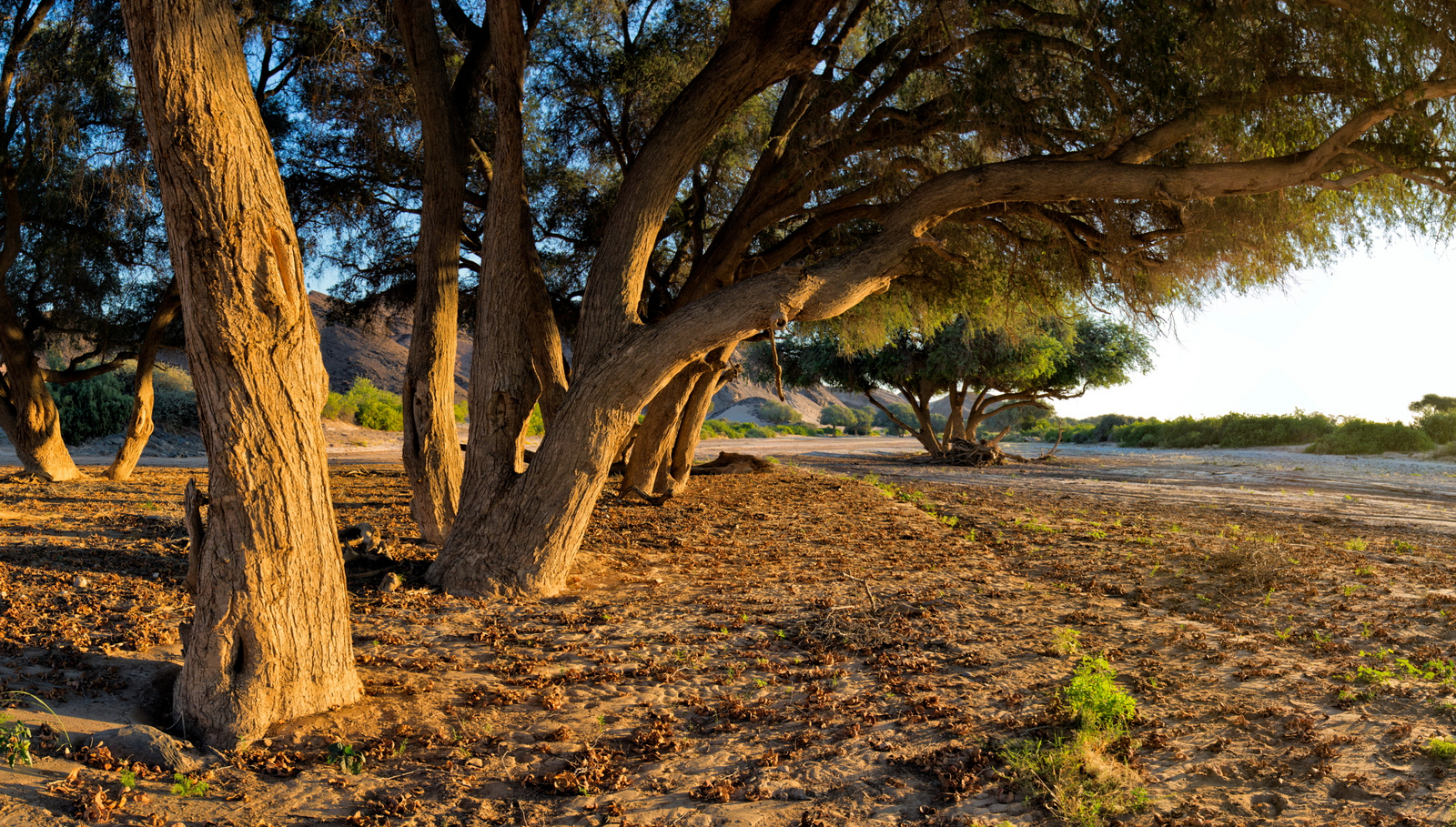 Hoanib Valley Camp Hoanib Valley Camp: Morning Nature Drive
