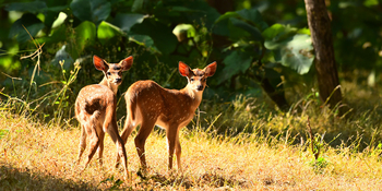 Jamtara Wilderness Camp: Junge Axishirsche