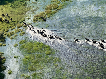 Kala Camp: Büffel gehen an Land