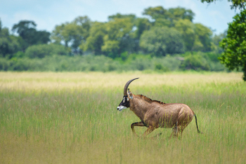 Karangoma Camp: Pferdeantilope