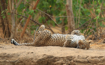 Kavinga Safari Camp: Rollige Leopardin