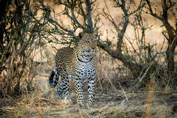 Lion Camp Lion Camp: Leopard
