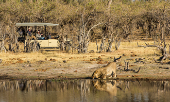 Little Machaba Camp: Trinkender Löwe