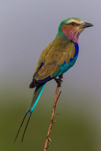 Luambe Camp: Gabelracke