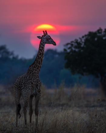 Luambe Camp: Thornicroft-Giraffe