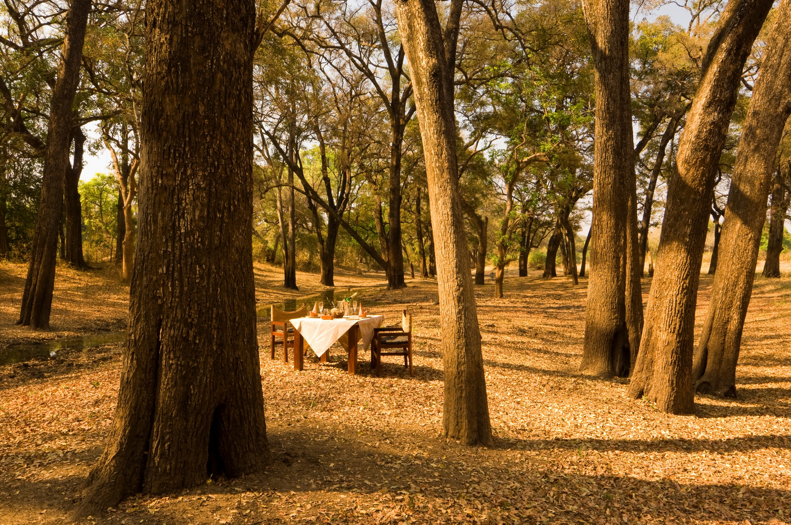 Luangwa River Camp Luangwa River Camp: .
