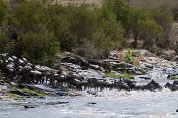 Mara Toto Tree Camp: River Crossing