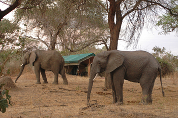 Mdonya Old River Camp: Elefanten zu Besuch