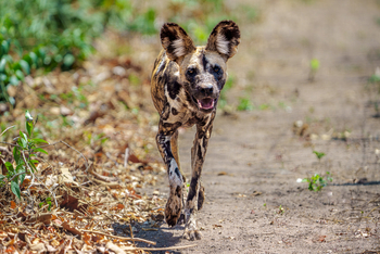 Mkulumadzi Lodge: Wildhund