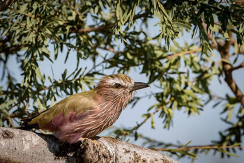 Mogogelo Camp Mogogelo Camp: Gabelracke