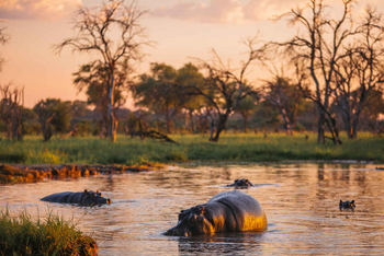 Mogotlho Safari Lodge Mogotlho Safari Lodge: Nilpferde im Sonnenglanz