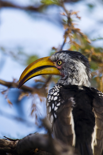 Mushara Game Drive: Yellow-billed Hornbill