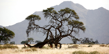 Namtib Desert Lodge: Kameldornbaum