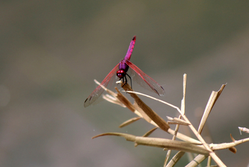 Ndali Lodge: Crimson Dragonfly
