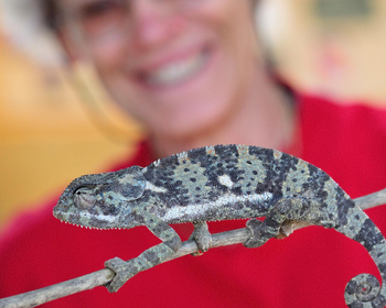 Ndutu Safari Lodge: Chamäleon