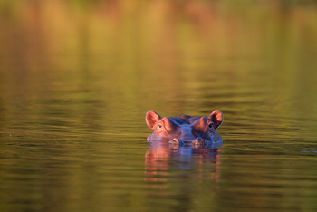 Nkonzi Bush Camp: Hippo