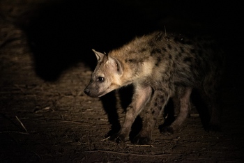 Nokanyana Camp: Tüpfelhyäne