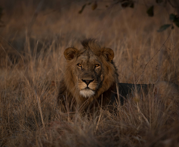 Ntemwa Busanga Bushcamp Ntemwa Busanga Bushcamp: Löwenmännchen im Gras