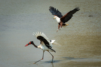 Robin Pope Safaris Robin Pope Safaris: Angriff auf Sattelstorch