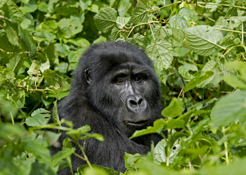Sanctuary Gorilla Forest Camp: Gorillagesicht