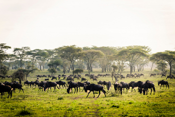 Sanctuary Kichakani Serengeti Camp Sanctuary Kichakani Serengeti Camp: Gnus