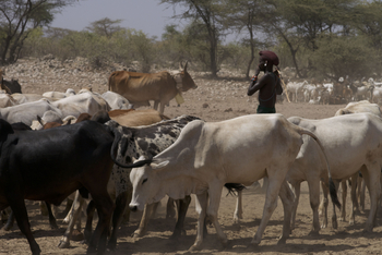 Saruni Rhino Camp: Kuhherde