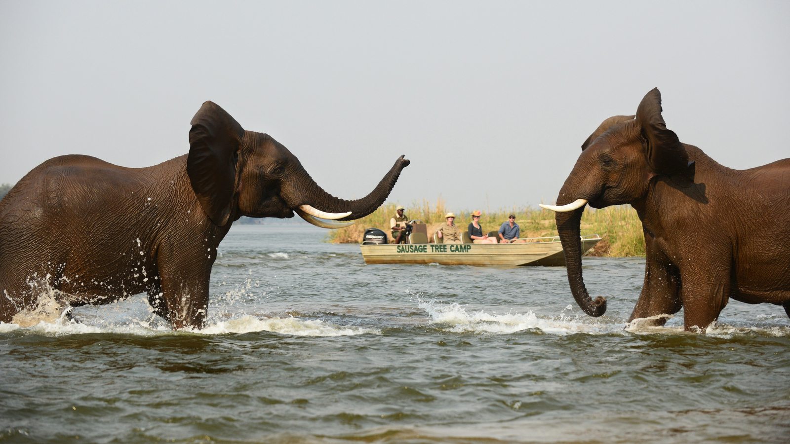 Sausage Tree Camp Sausage Tree Camp: Elefantengerangel