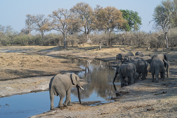 Savuti Camp Savuti Camp: Elefanten an der Tränke