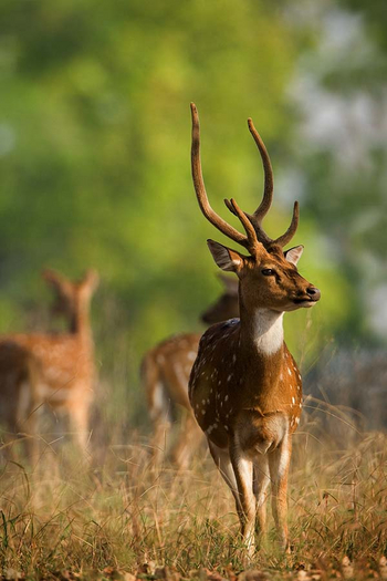 Sawai Vilas: Axis-Bulle